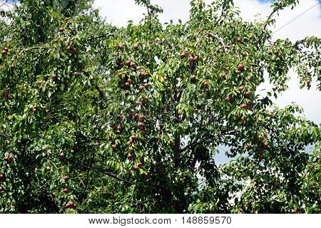 Pears ripen in a pear tree (Pyrus communis) in Harbor Springs, Michigan during August.