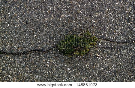 Asphalt, asphalt texture, scabrous asphalt background, closeup, cracked asphalt, green plant growing from crack in asphalt