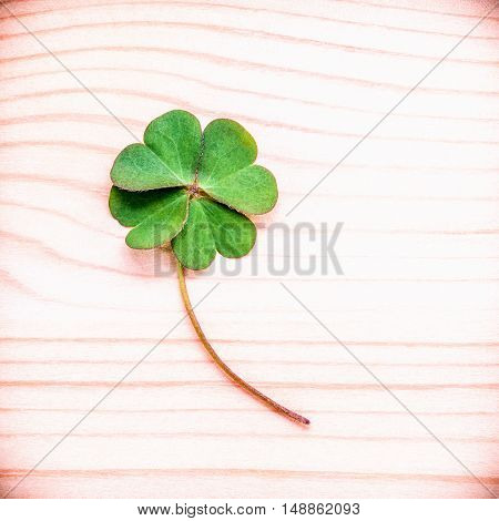 Clovers Leaves On Stone .the Symbolic Of Four Leaf Clover The First Is For Faith, The Second Is For