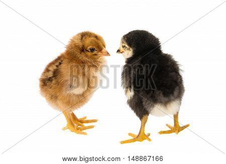 little chicken farm bird isolated on white background