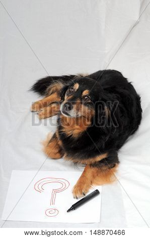 Drawing Dog