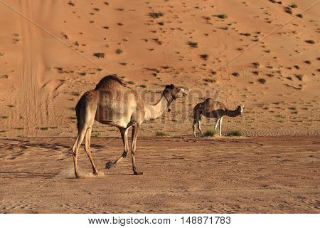 Camels