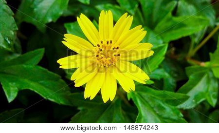 Beautiful Single Yellow Flower On Green Leaves Background