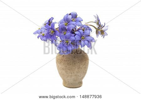 Hepatica nobilis spring, flower on a white background