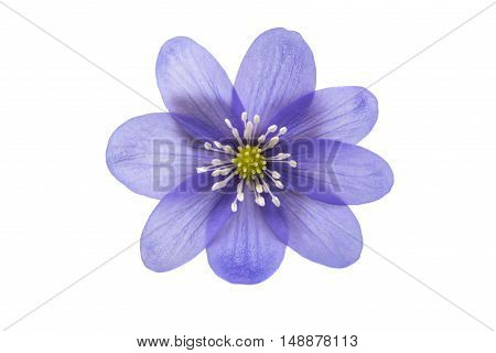 Hepatica nobilis spring, flower on a white background
