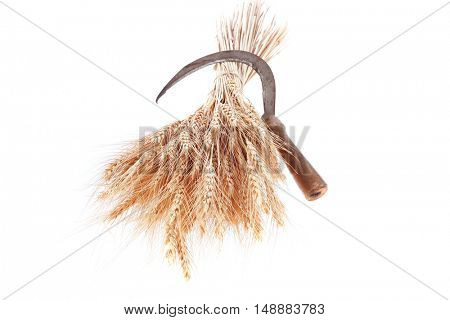 bunch of mown wheat ears with vintage handmade reaper hook sickle isolated on white background