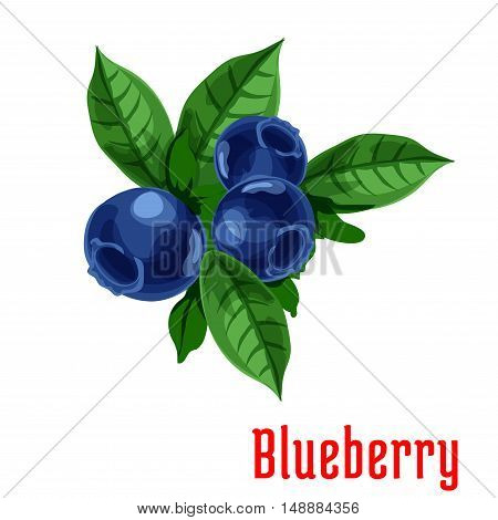 Blueberry fruits. Isolated bunch of blueberries on stem with leaves. Botanical product emblem for juice or jam label, packaging sticker, grocery shop tag, farm store