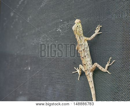 Close up picture of lizard grabs on the wire screen