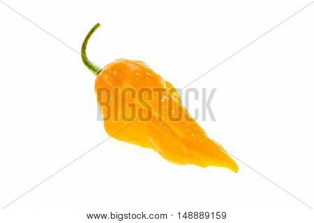 Ripe Fresh Fatalii Yellow Chili Hot Pepper With Green Stem