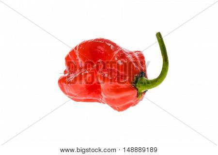 Fresh Ripe Caribbean Red Habanero Hot Chili Pepper