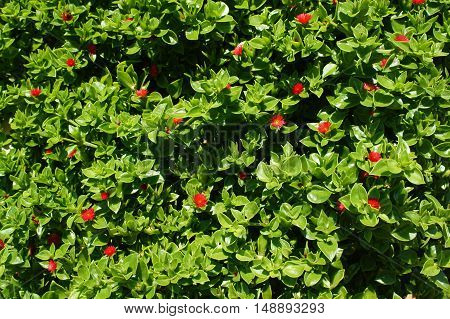 Red Is Very Small But Not Less Beautiful Flowers