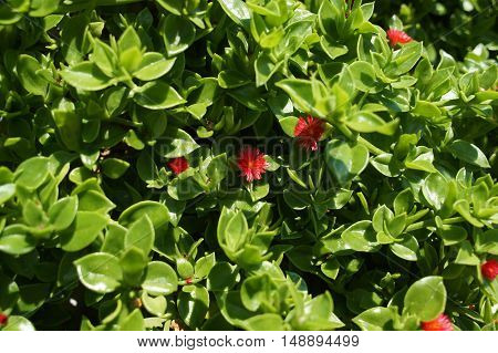 Red Is Very Small But Not Less Beautiful Flowers