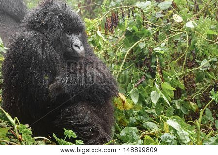 Profile closeup of female mountain gorilla sit and thinking in the forest