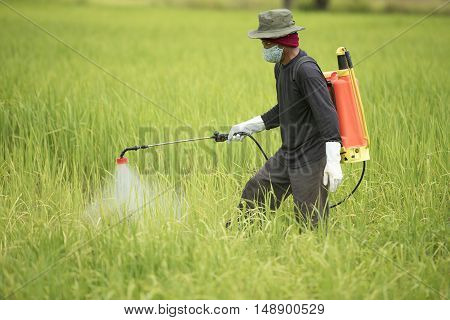Farmer spraying on green rice field asia