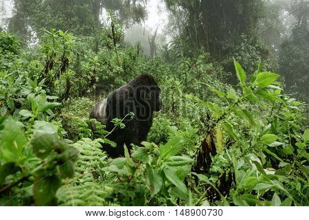 Profile of silverback mountain gorilla in the misty wild forest