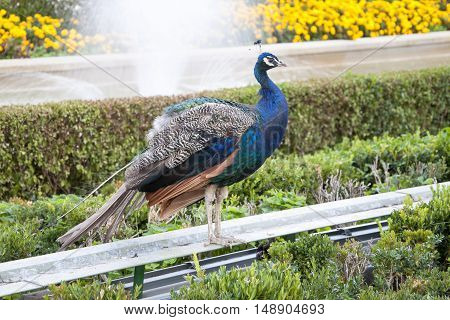 Peacock. Peacock in public garden. Picture taken in Cecilio Rodriguez gardens Retiro Park Madrid Spain
