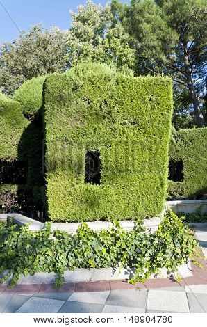 Green wall. Detail of lopped Thuja hedge. Picture taken in Cecilio Rodriguez's Garden Retiro Park Madrid Spain