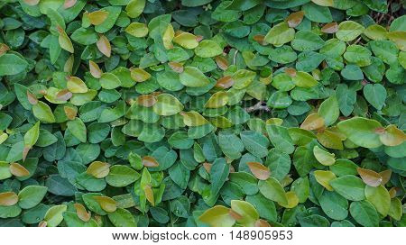 Coatbuttons or Mexican daisy on the wall