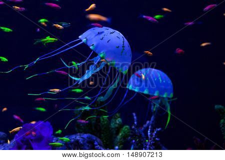 Jellyfish and colored fish under water on the sea floor.