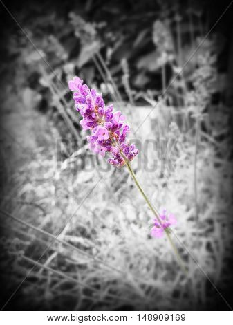 English lavender black and white with lavender colour exposed