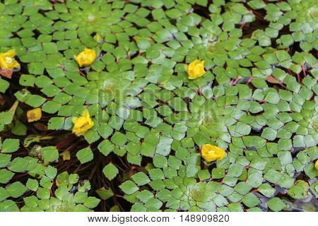 Water chestnut plant float on the water in the pond