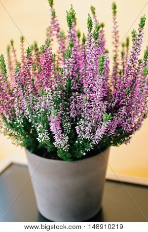 Heather in a pot (Calluna vulgaris) close up - (shallow depth of field)