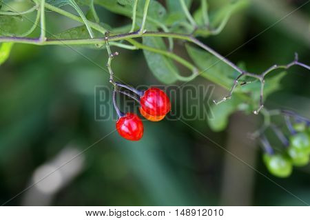 Berries of a bittersweet nightshade (Solanum dulcamara)