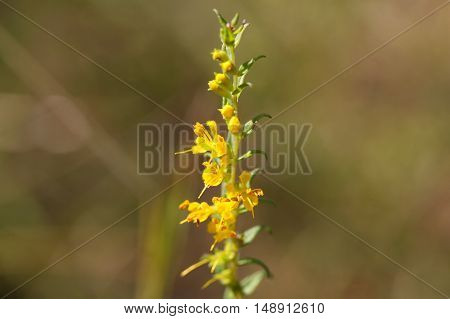 Yellow flowers of the plant Odontites luteus.