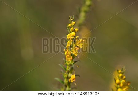 Yellow flowers of the plant Odontites luteus.
