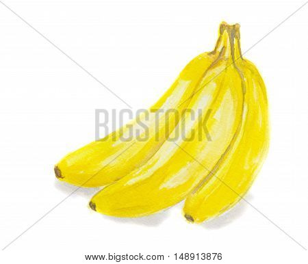 Isolated watercolor bananas on white background. Tropical and fresh fruit full of protein and vitamins. Organic and vegetarian nutrition.