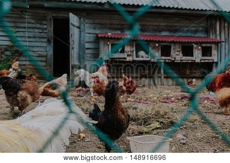 Life in the henhouse. Hens and roosters in the henhouse photo