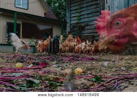 Life in the henhouse. Hens and roosters in the henhouse photo