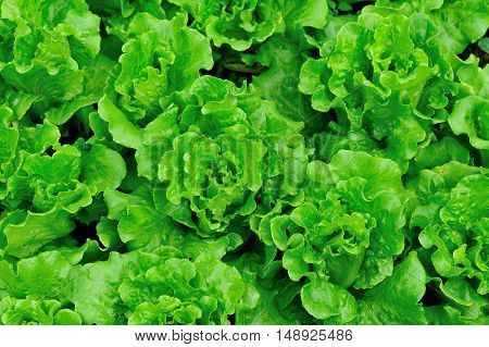 green lettuce crops in growth at vegetable garden