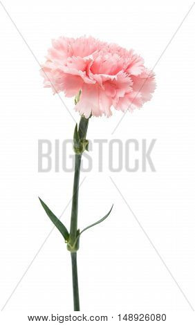red carnation flower isolated on white background
