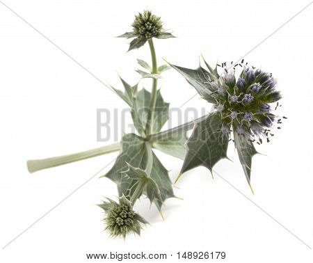Sea holly thistle isolated on white background
