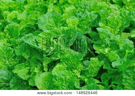 green chinese cabbage plants in growth at garden