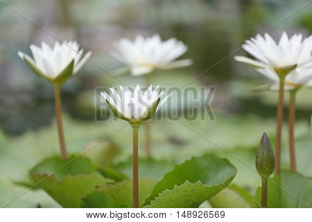 White Lotus flower bloom in pondwater lily in the public park and green leaves surrounding.