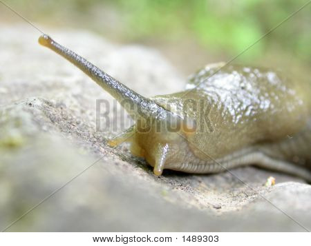 Testa di lumaca