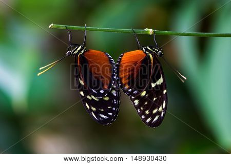 Tropical butterflies dido longwing on the leaf. Macro photography of wildlife.