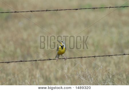 Meadowlark