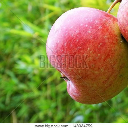 Mela_ Saporite fruit_ Red_  Very good taste_