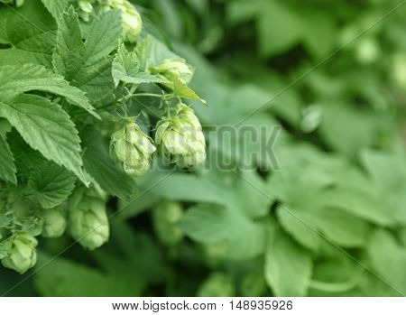 Close Up Of Green Ripe Hop Cones. Beer Production Ingredient. Ingredients For The Preparation Of Org