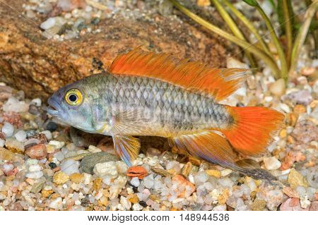 Fish Apistogramma Cacatuoides In A Aquarium