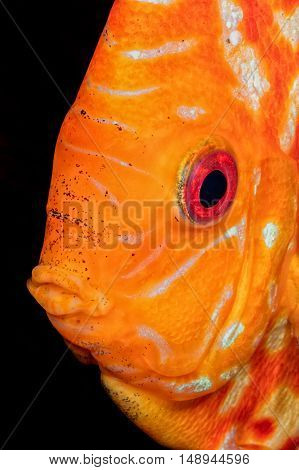 Portrait Of Orande Head Of Discus Fish