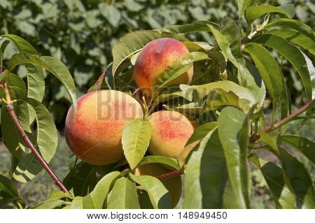 Ripe peach fruits growing on a peach tree branch. Selective focus with shallow depth of field.