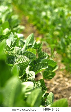Soybean crops in field, soya bean growing on plantation