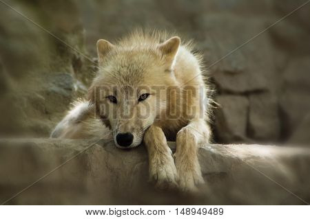 Wild white wolf on rock. Portrait of this beautiful predator