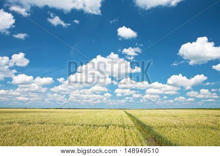 Wheat field and blue sky with clouds