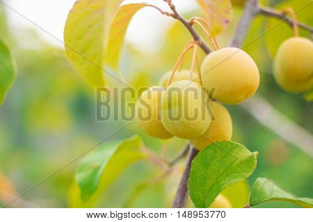 Unrape Spanish grapefruit on a tree. Plump growing on the tree