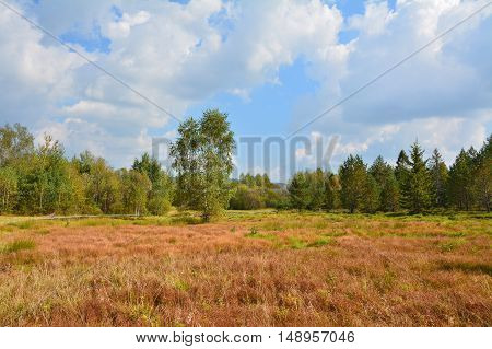 Peat Bog In Polish Mountains